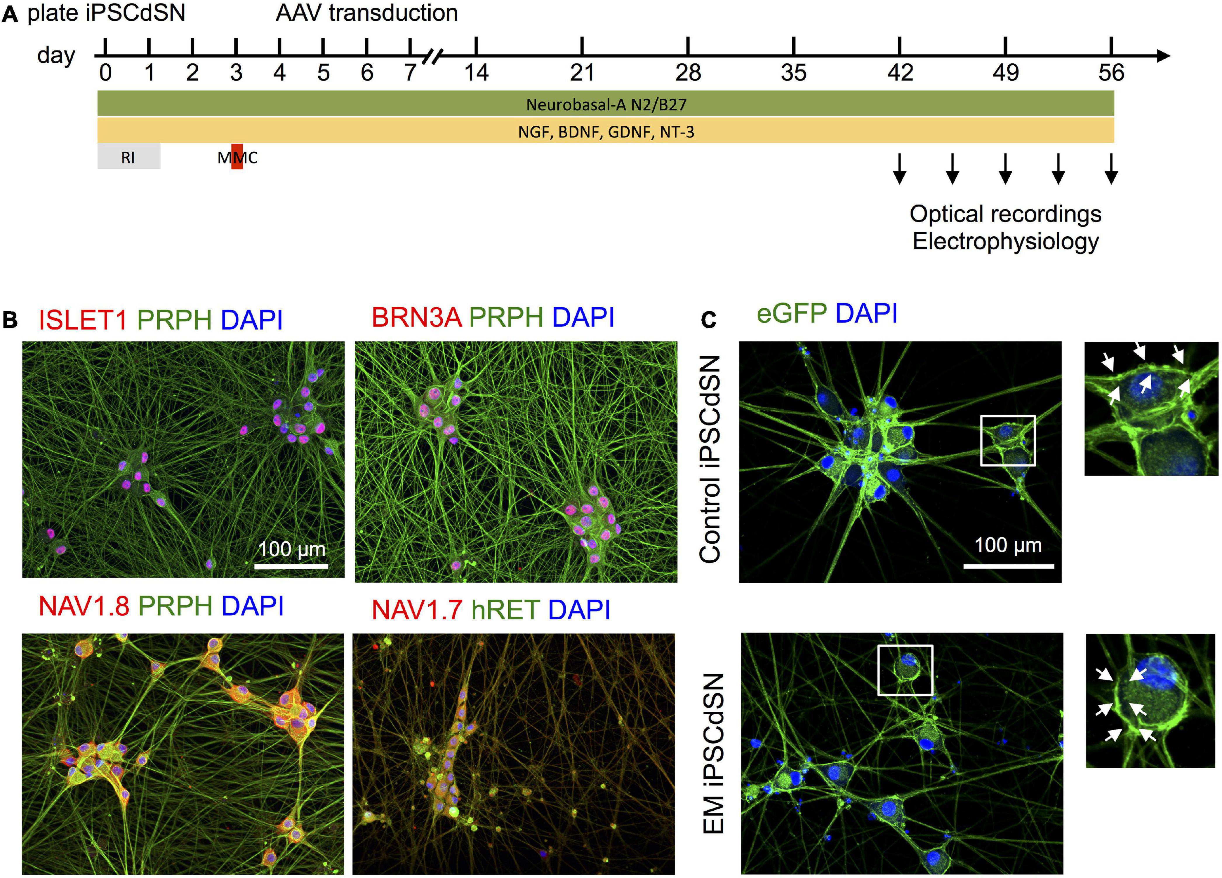 Bringing to light the physiological and pathological firing patterns of human induced pluripotent stem cell-derived neurons using optical recordings